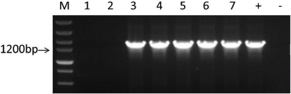 Promoter regulating expression of genes in non-secreted glandular hair and application of promoter