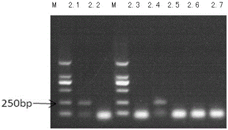 PCR (Polymerase Chain Reaction) detection primer and detection method for borrelia burgdorferi