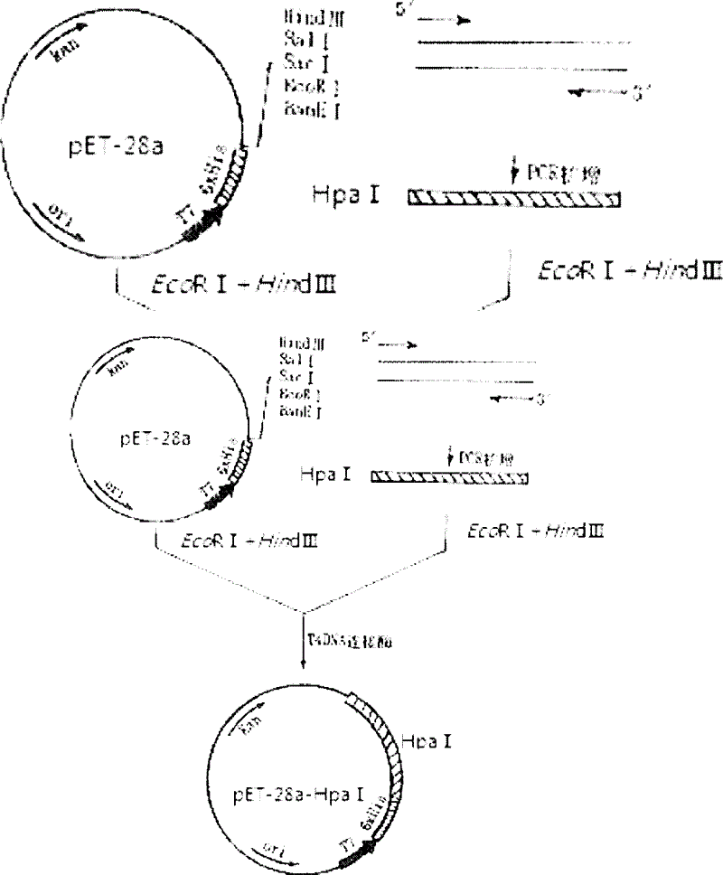 Constructing method for prokaryotic expression vector for producing heparinase I at high yield