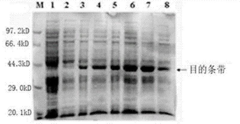 Constructing method for prokaryotic expression vector for producing heparinase I at high yield