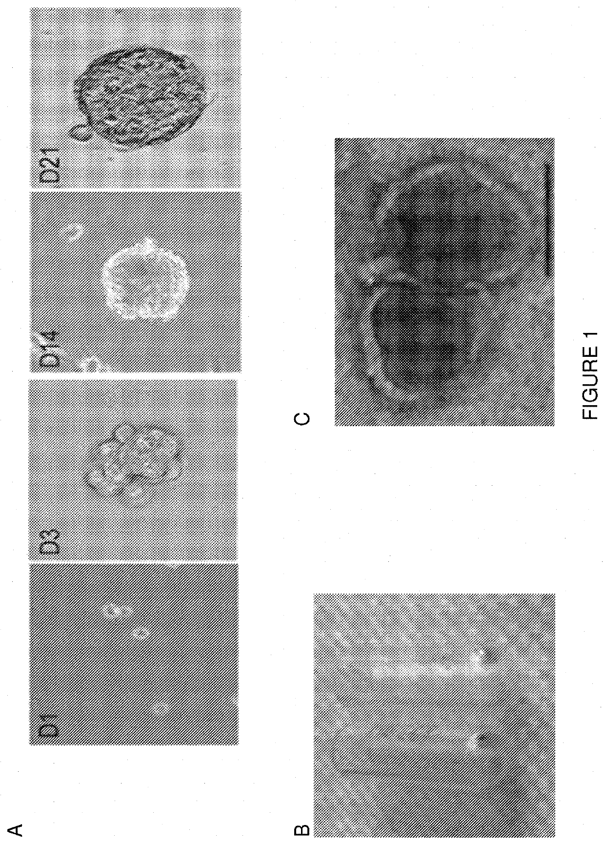 Methods of delivering heparin binding epidermal growth factor using stem cell generated exosomes