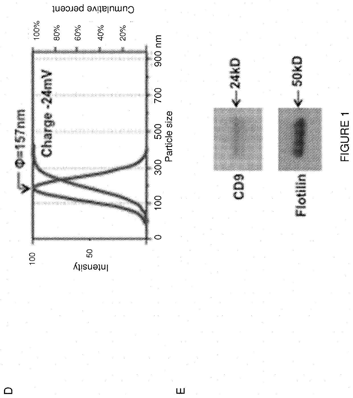 Methods of delivering heparin binding epidermal growth factor using stem cell generated exosomes