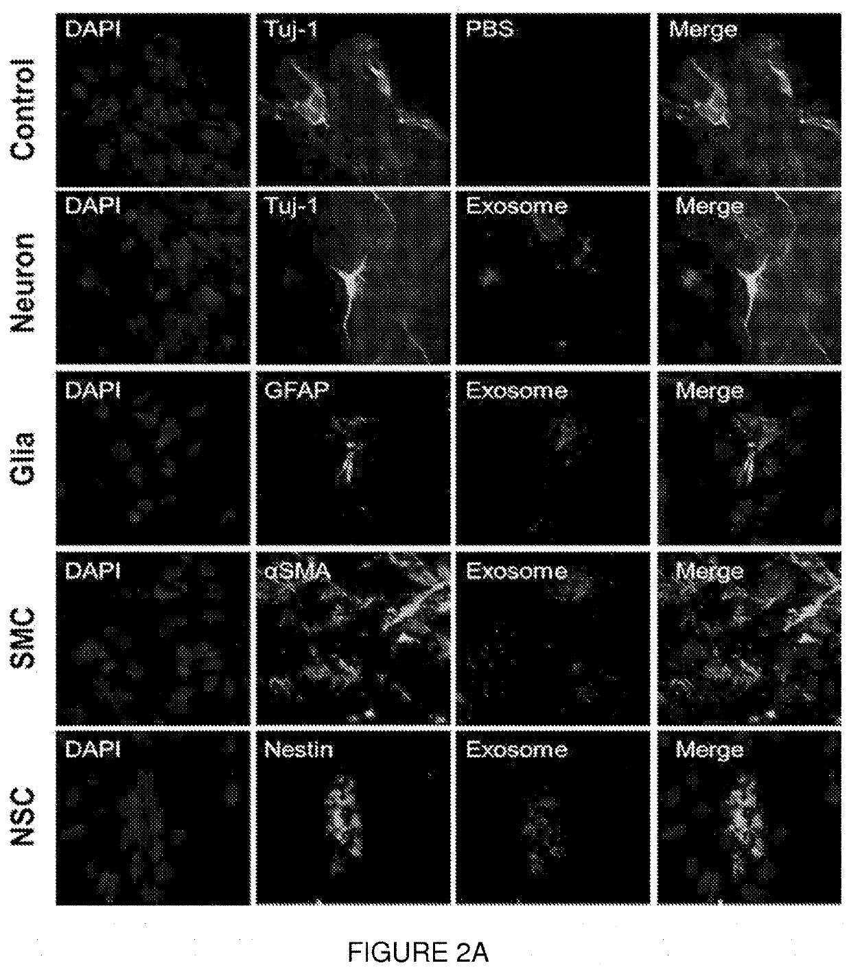 Methods of delivering heparin binding epidermal growth factor using stem cell generated exosomes