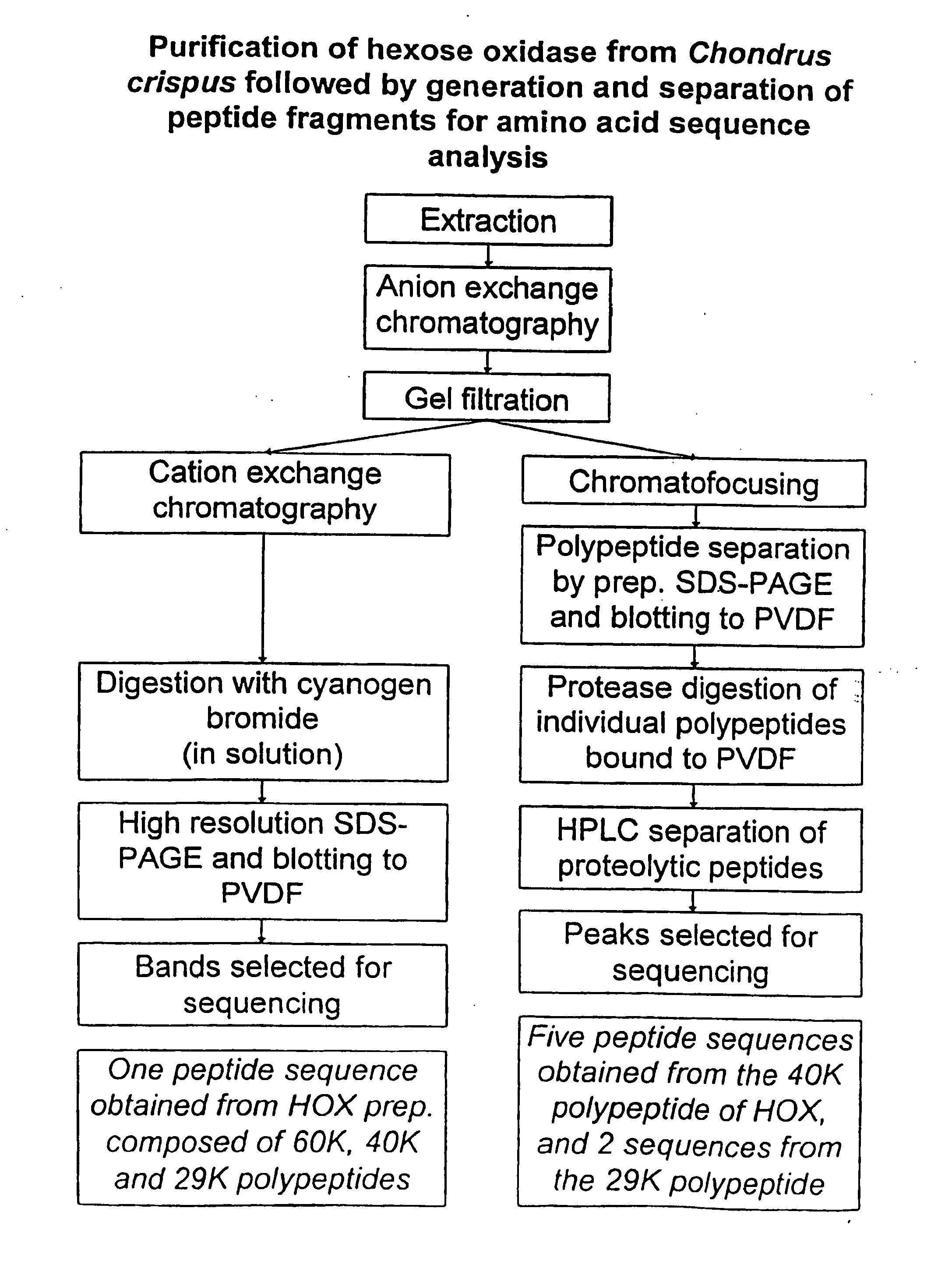 Recombinant hexose oxidase, a method of producing same and use of such enzyme