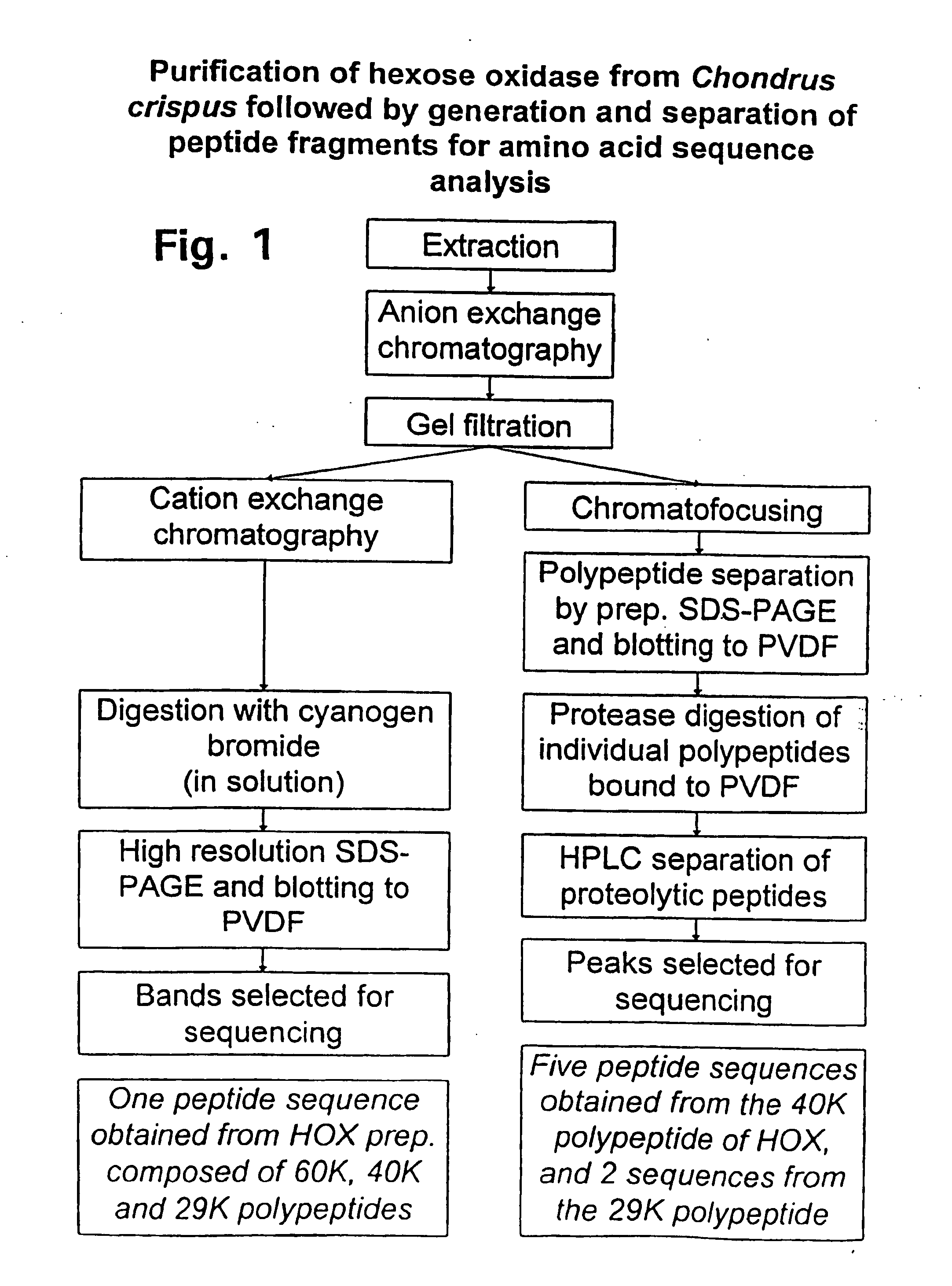 Recombinant hexose oxidase, a method of producing same and use of such enzyme