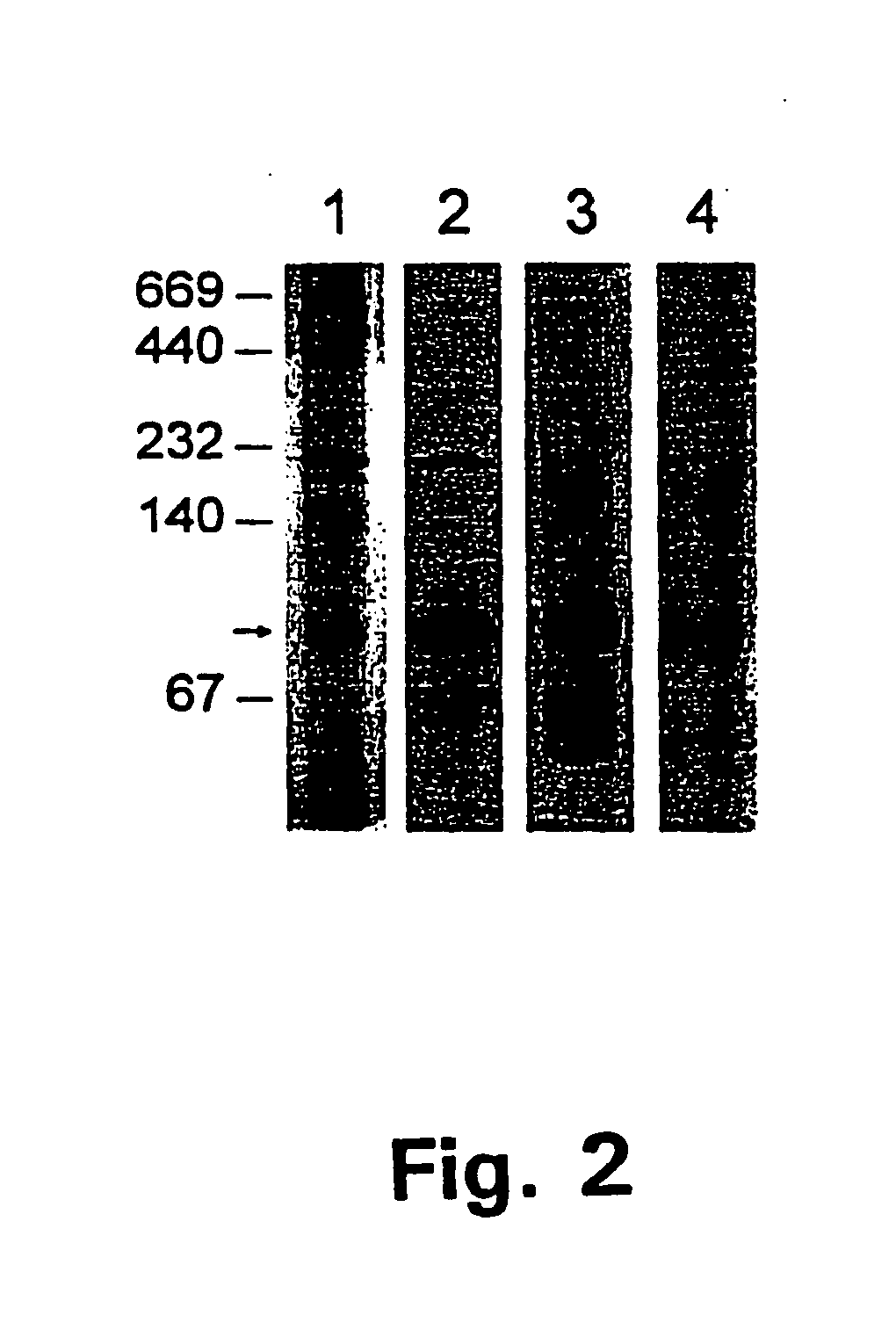 Recombinant hexose oxidase, a method of producing same and use of such enzyme