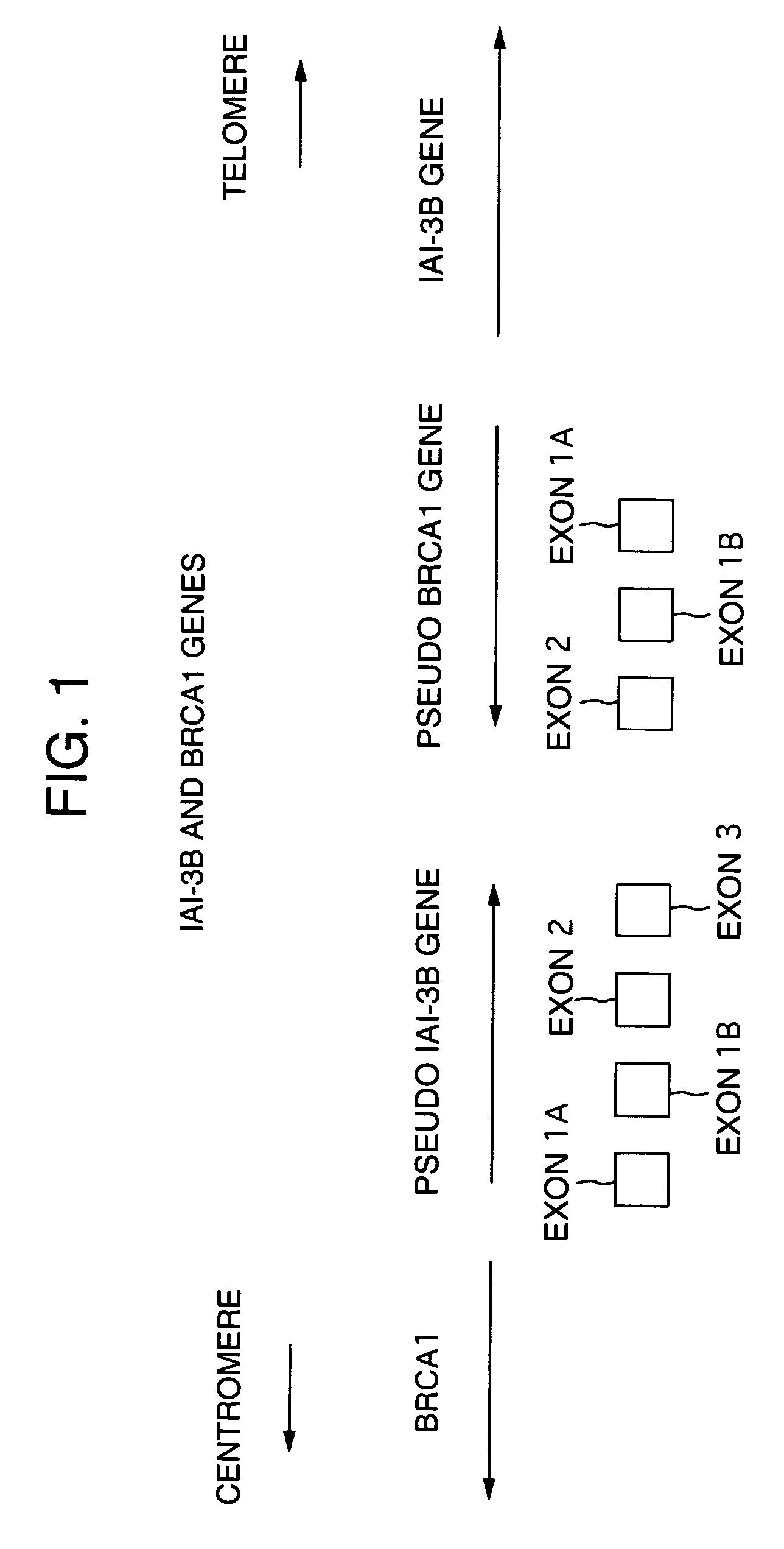 Tumor-specific promotor and use thereof