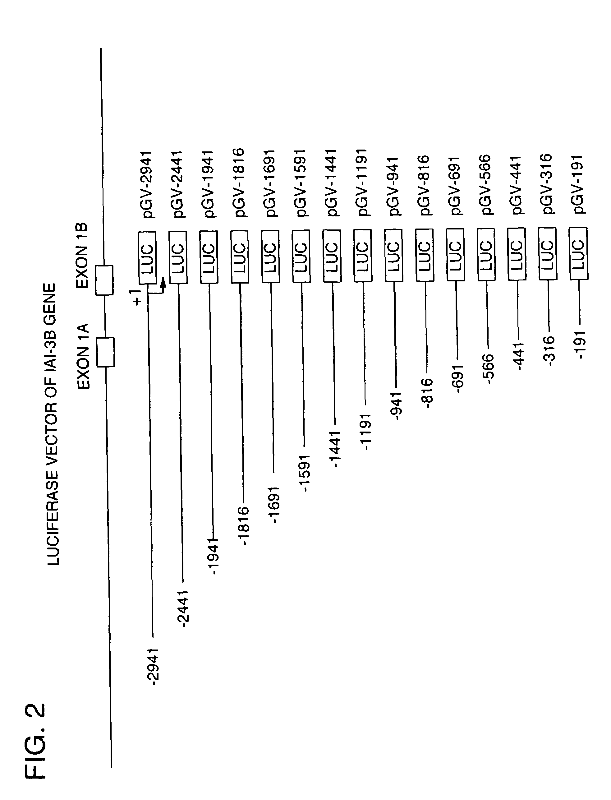 Tumor-specific promotor and use thereof