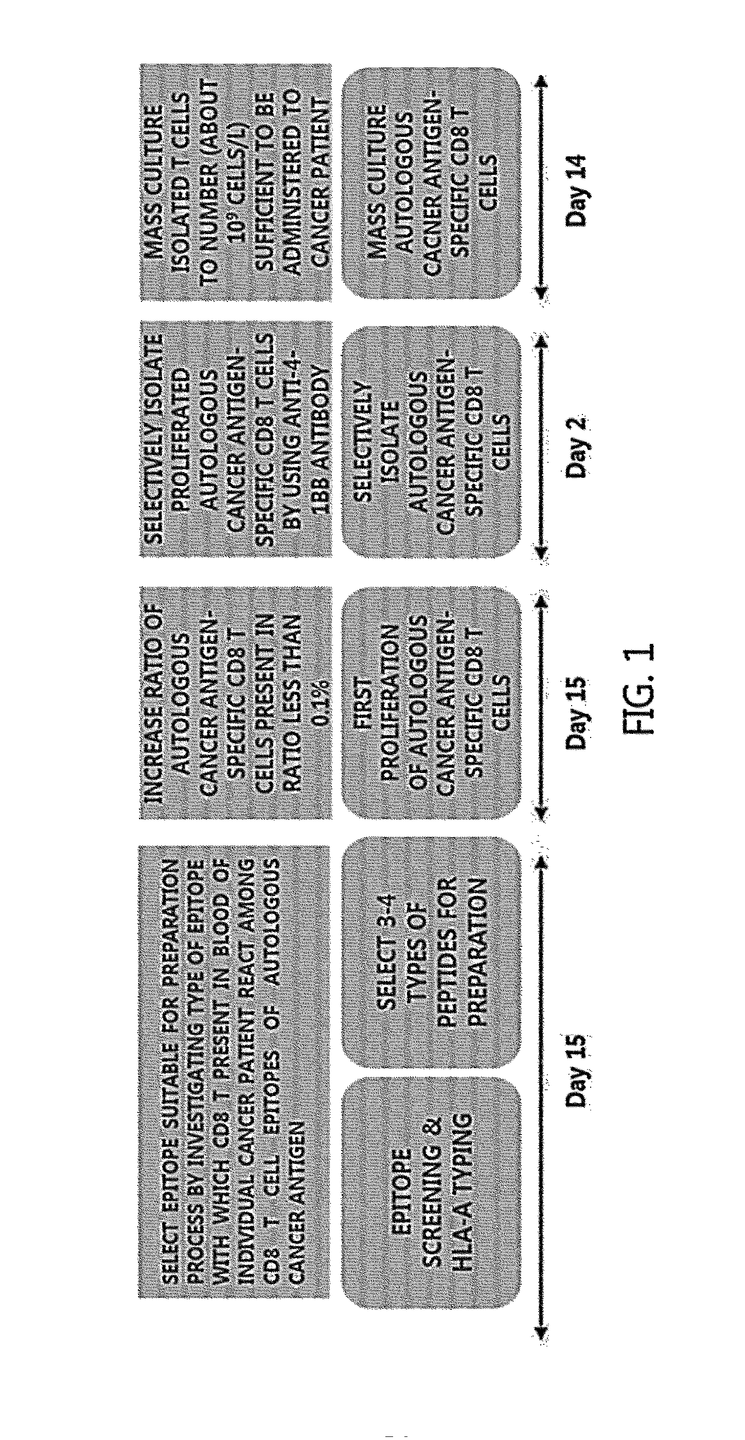 Methods for Isolating and Proliferating Autologous Cancer AntiGen-Specific CD8+ T Cells