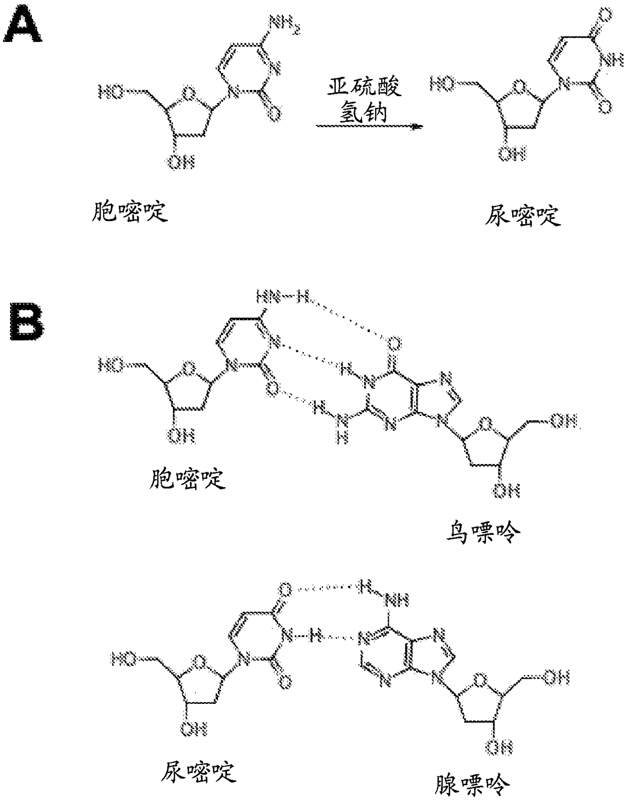 Quantitative measurement of hepatitis b virus cccdna