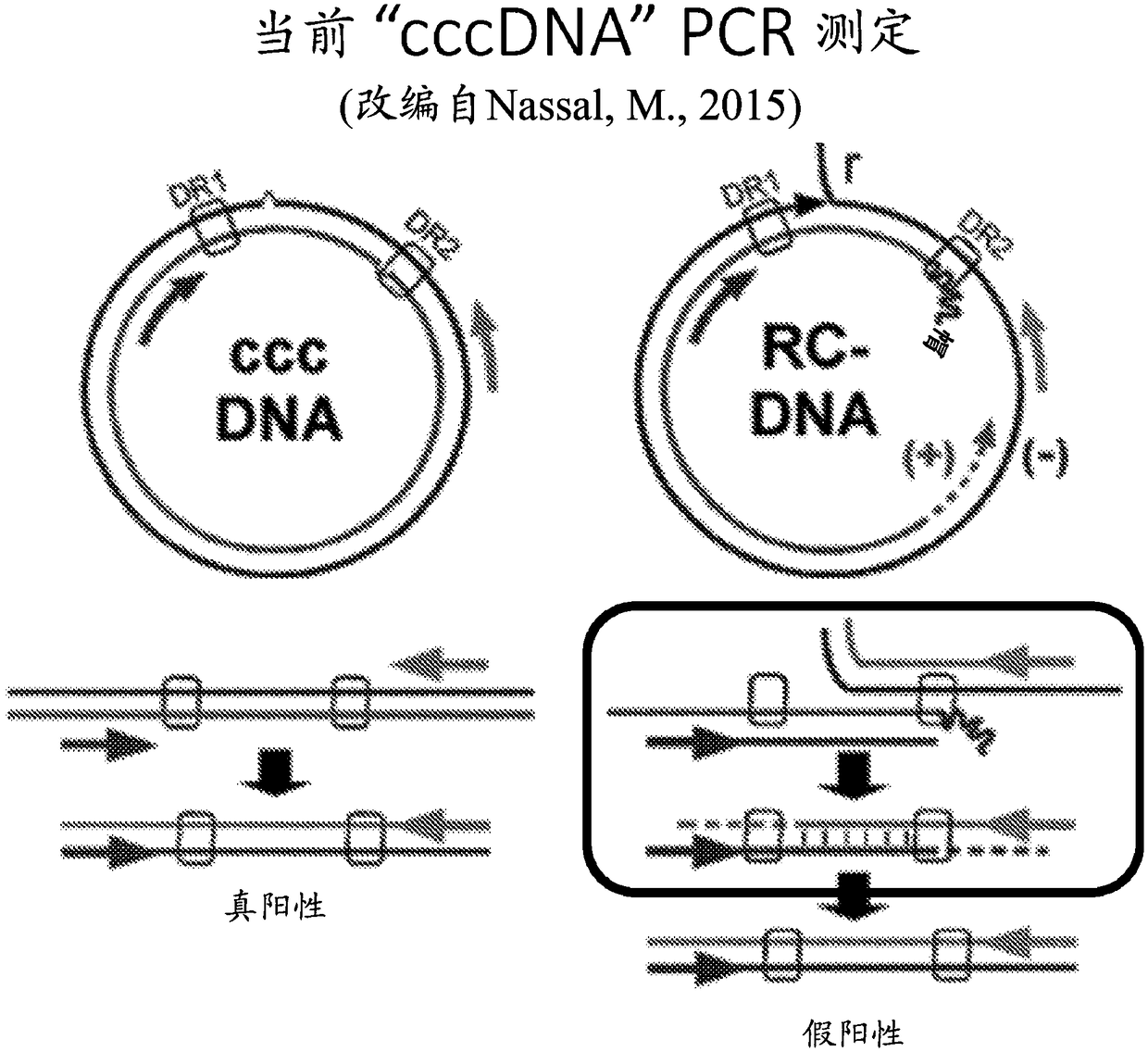 Quantitative measurement of hepatitis b virus cccdna