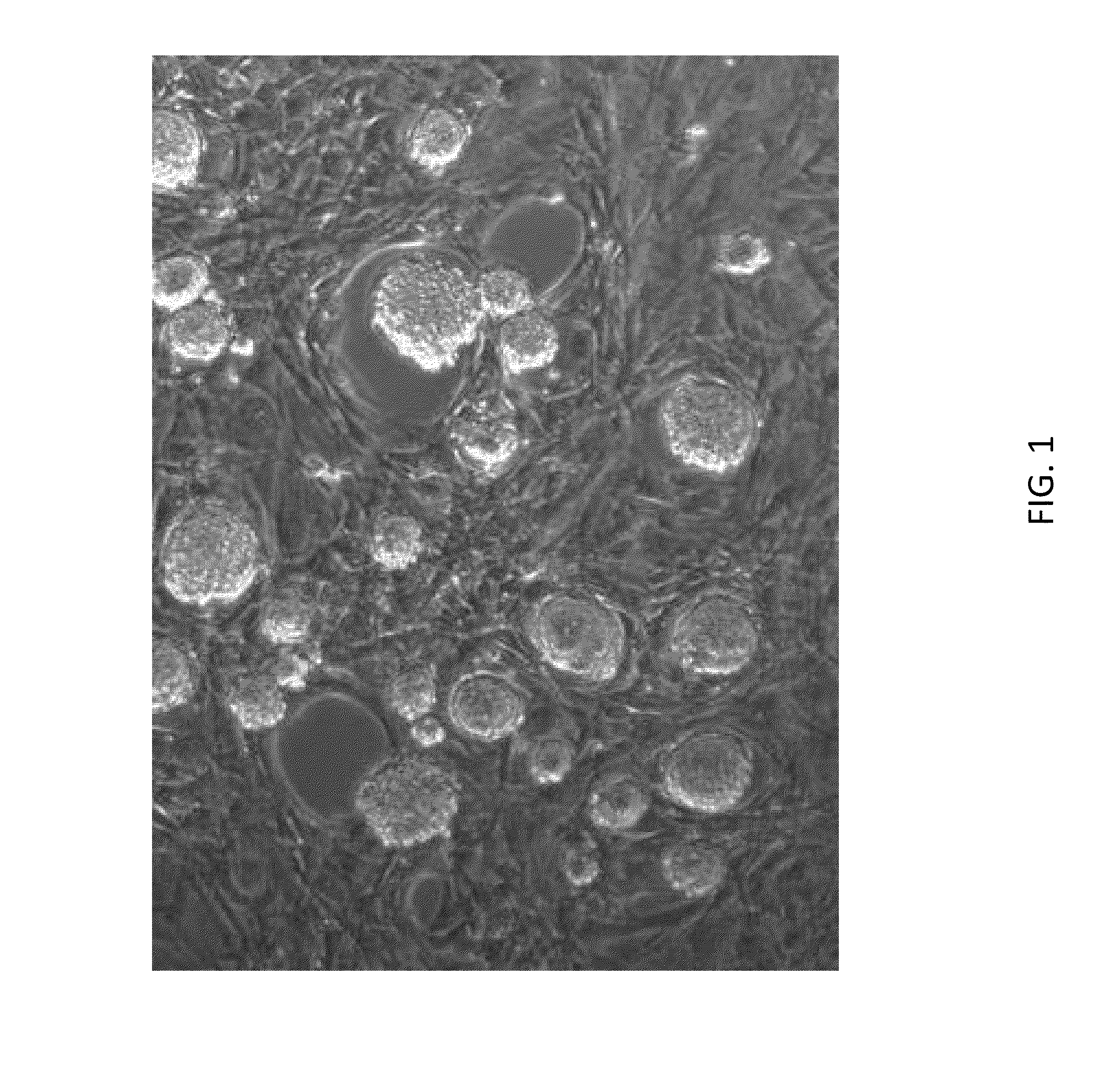 Methods and compositions for the targeted modification of a genome