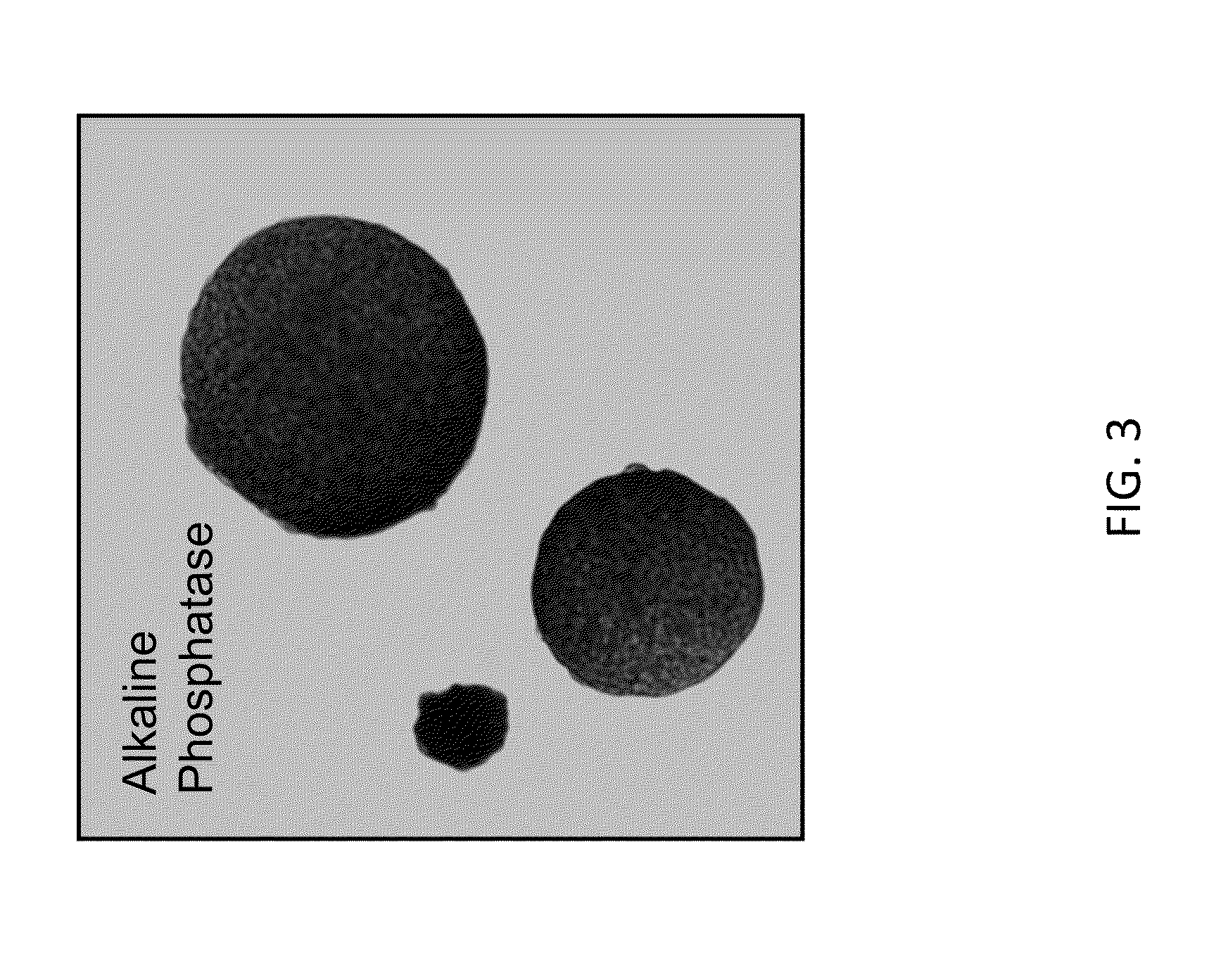 Methods and compositions for the targeted modification of a genome