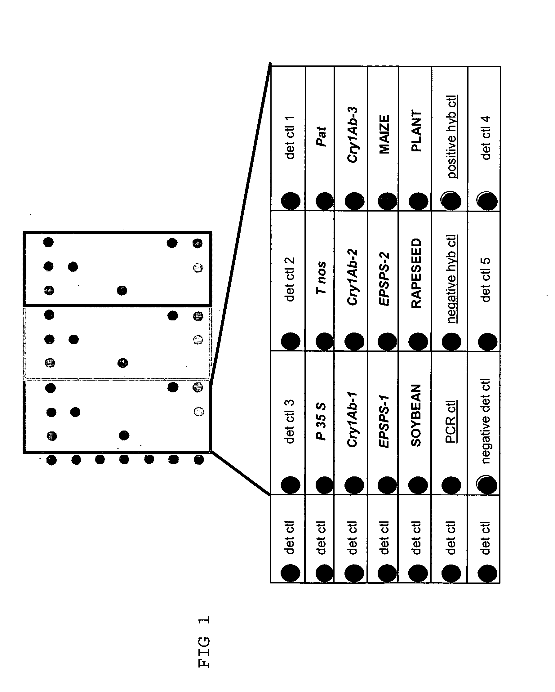 Identification and/or quantification method of nucleotide sequence (s) elements specific of genetically modified plants on arrays
