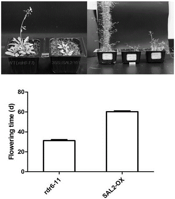 Application of Arabidopsis thaliana SAL gene on regulating flowering time and amount of rosette leaves