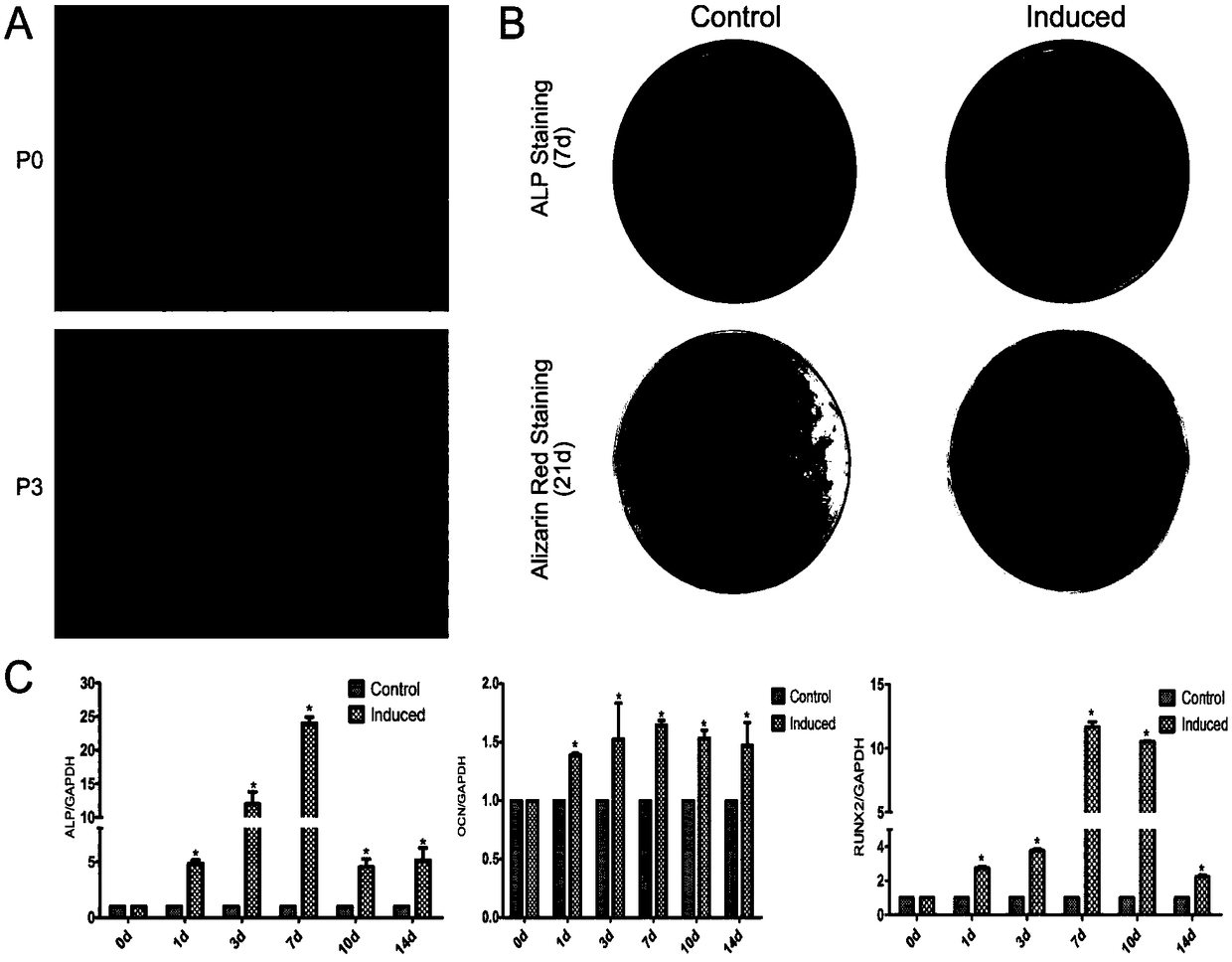 The role of lncRNA-tug1 in regulating the osteogenic differentiation and tissue regeneration of pdlscs