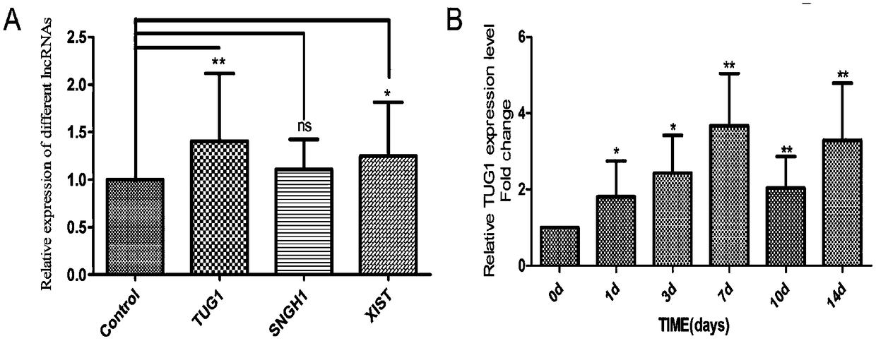 The role of lncRNA-tug1 in regulating the osteogenic differentiation and tissue regeneration of pdlscs