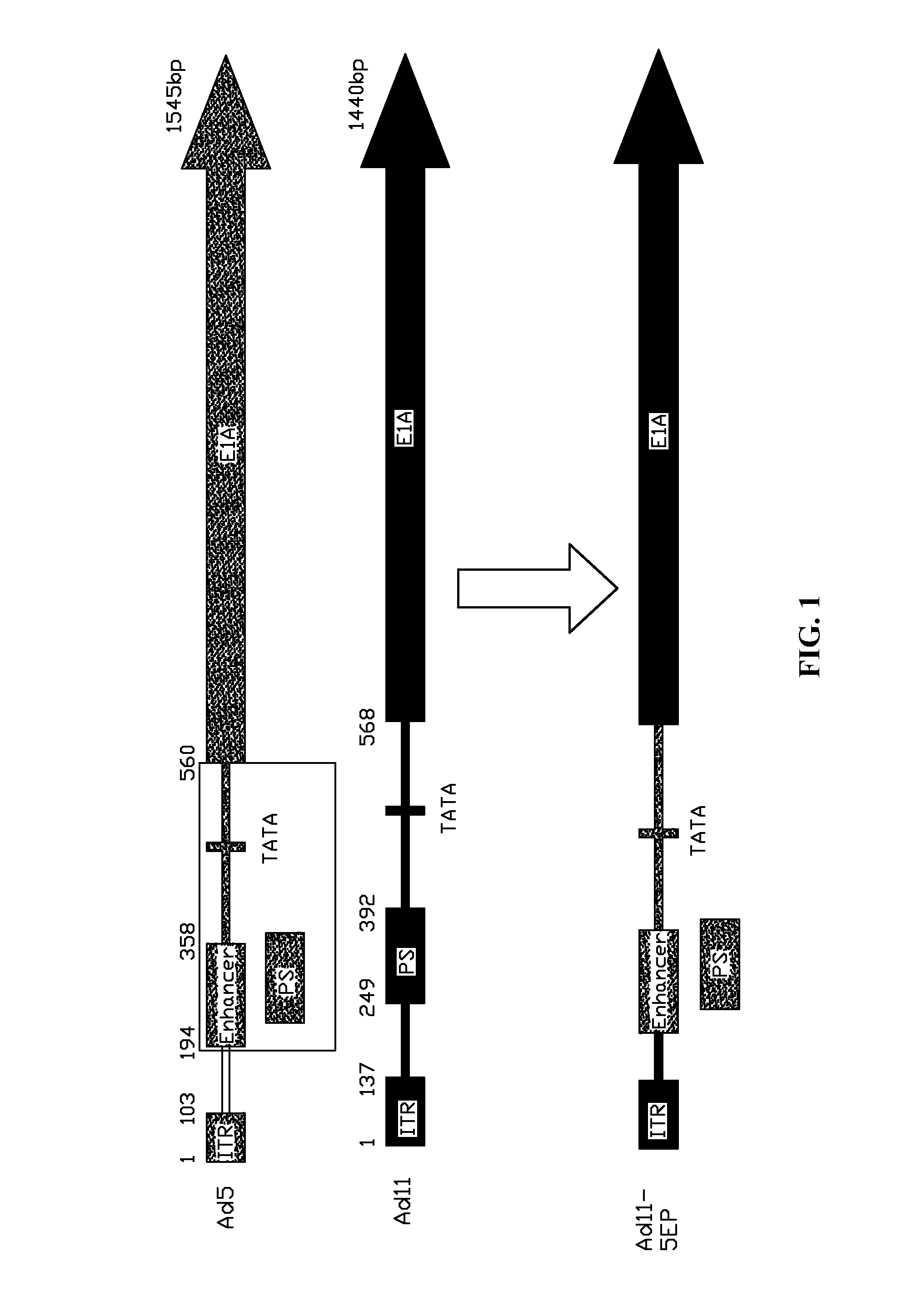 Subgroup B recombinant human adenovirus vector, and methods for constructing and for using the same