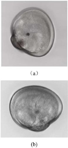 Electroporation transfection method of eyespot larvae of mytilus coruscus