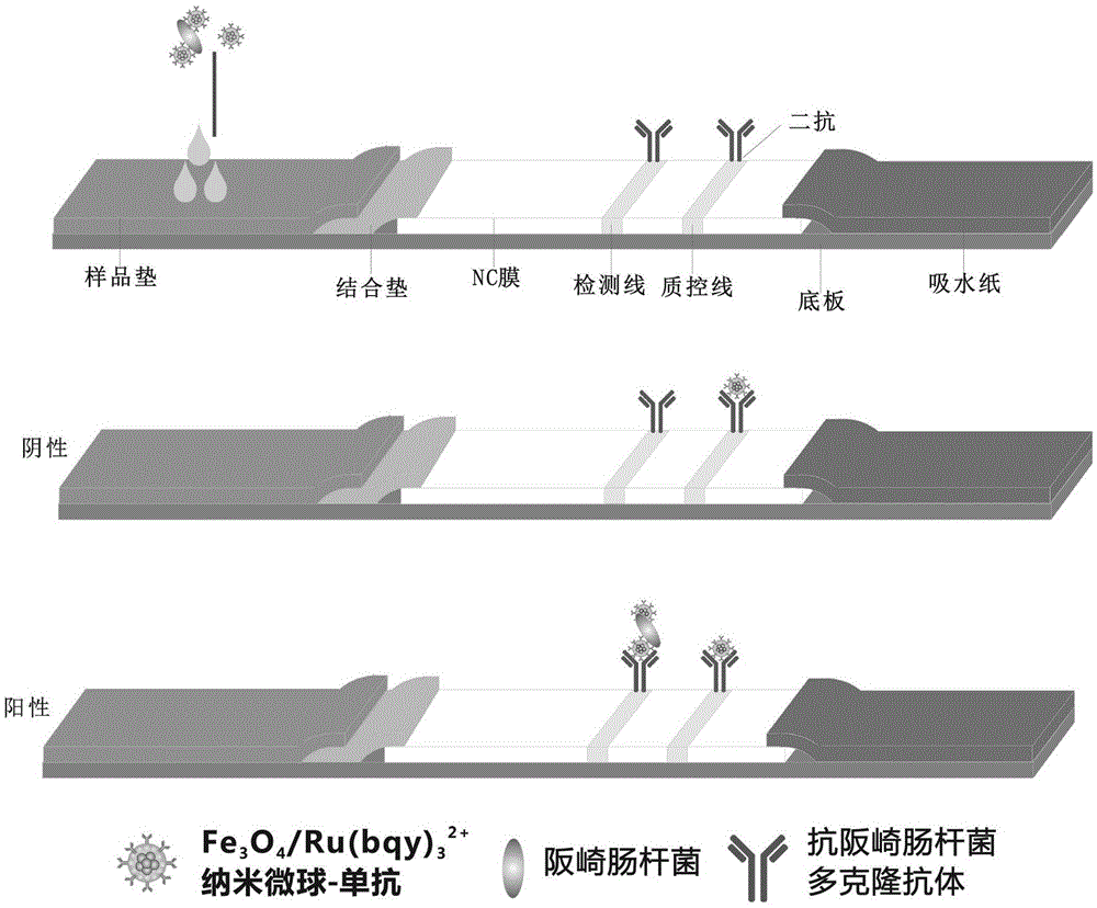 Method for rapidly detecting enterobacter sakazakii