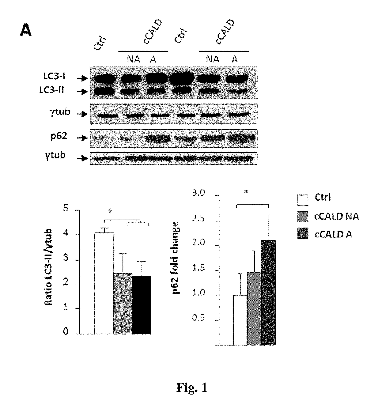 Specific mtor inhibitors in the treatment of x-linked adrenoleukodystrophy