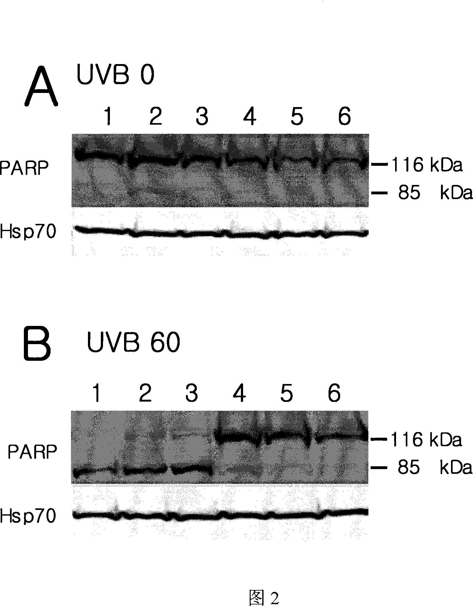 Composition containing ginsenoside F1 and EGCG for preventing skin damage