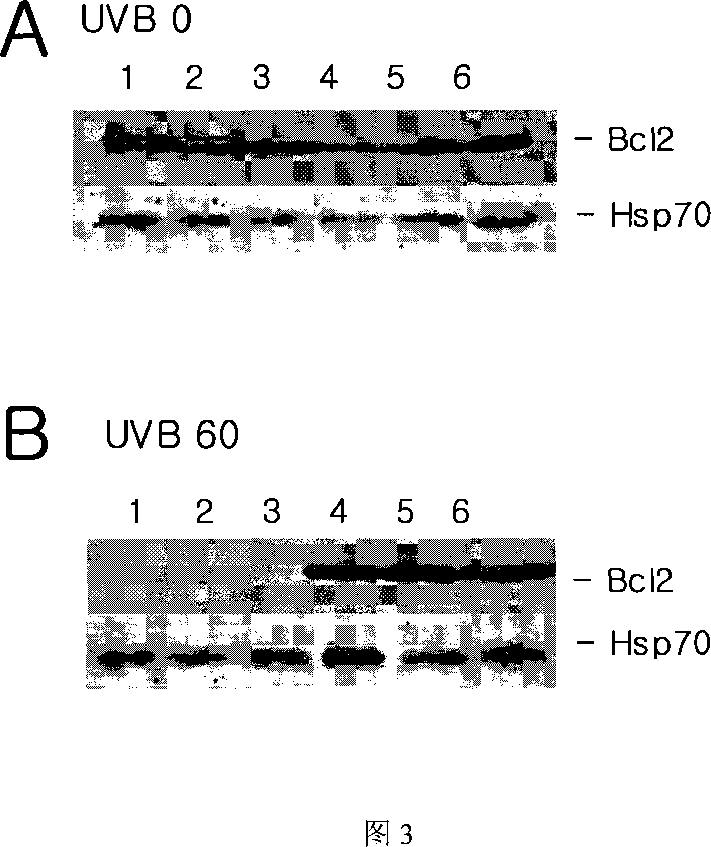 Composition containing ginsenoside F1 and EGCG for preventing skin damage