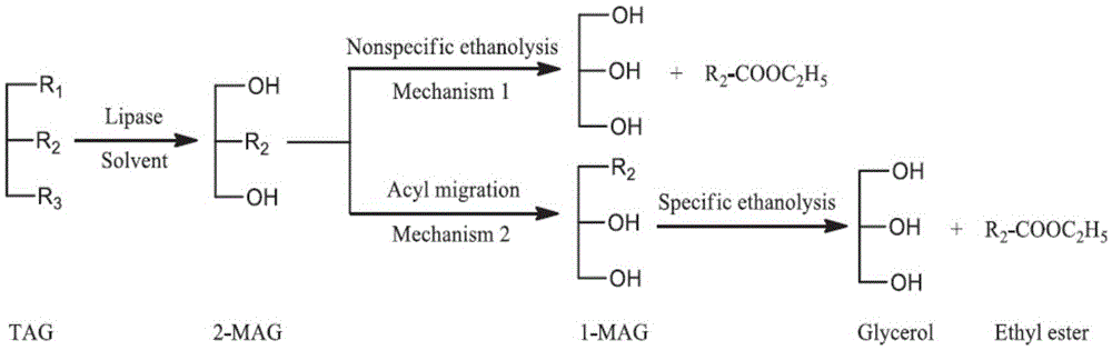 Method for synthesizing Sn-2-monoglyceride through enzymic method