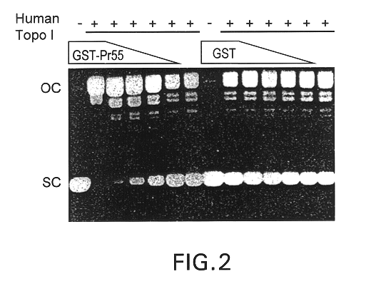 Methods for the identification of compounds capable of inhibiting HIV-1 viral replication employing murine cell lines expressing human topoisomerase I