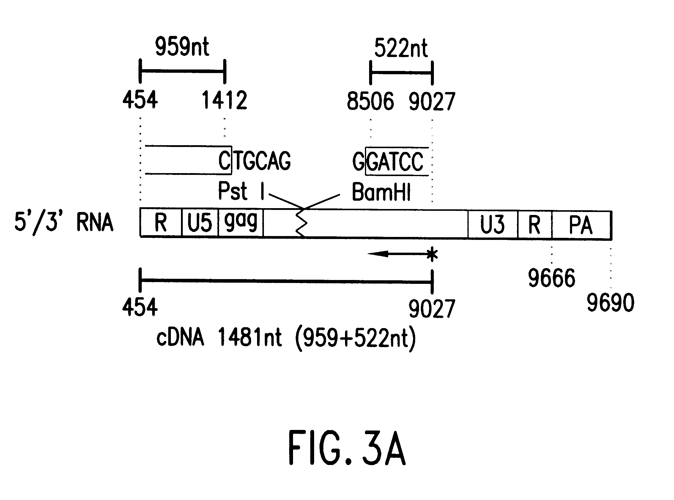 Methods for the identification of compounds capable of inhibiting HIV-1 viral replication employing murine cell lines expressing human topoisomerase I