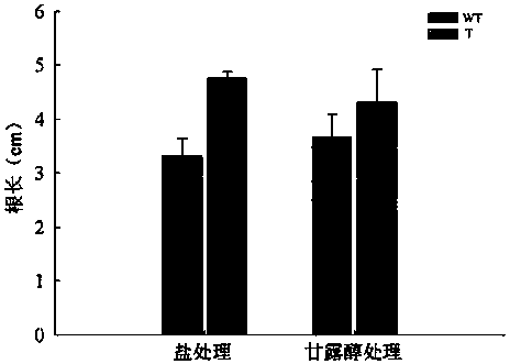 Protein PwRBP1 related to stress tolerance of plants, and encoding gene and application thereof