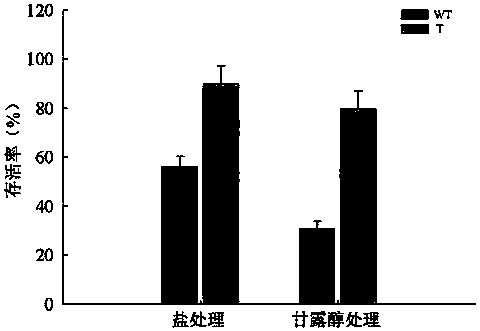 Protein PwRBP1 related to stress tolerance of plants, and encoding gene and application thereof
