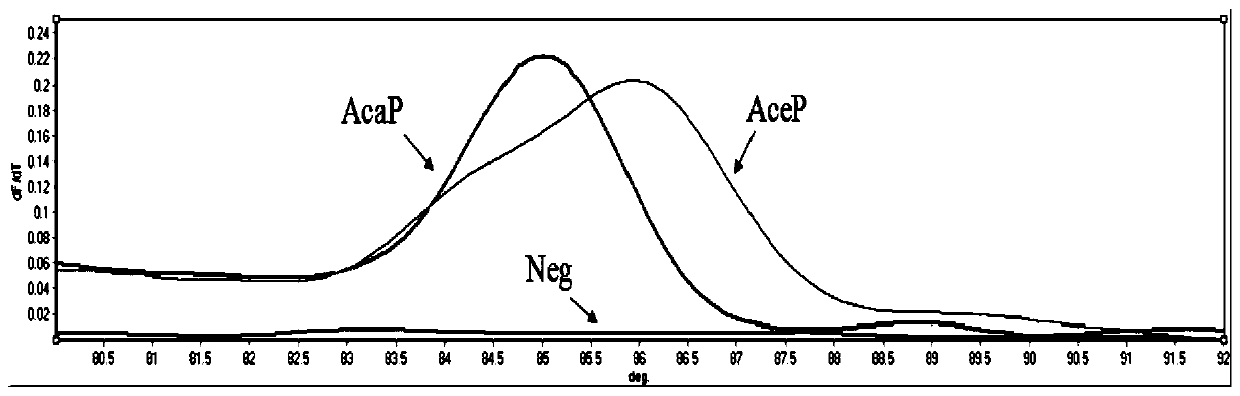 SNP molecular marker its197, primers and application for detection of H. ceylonia and H. canis