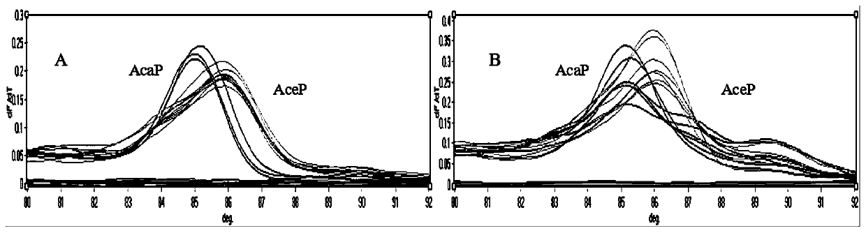 SNP molecular marker its197, primers and application for detection of H. ceylonia and H. canis