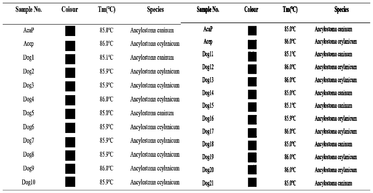 SNP molecular marker its197, primers and application for detection of H. ceylonia and H. canis