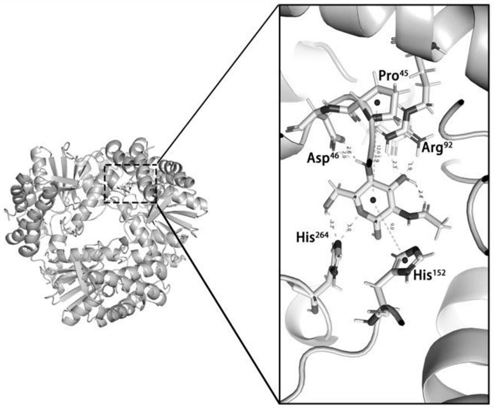 Chitobiose deacetylase mutant and application thereof