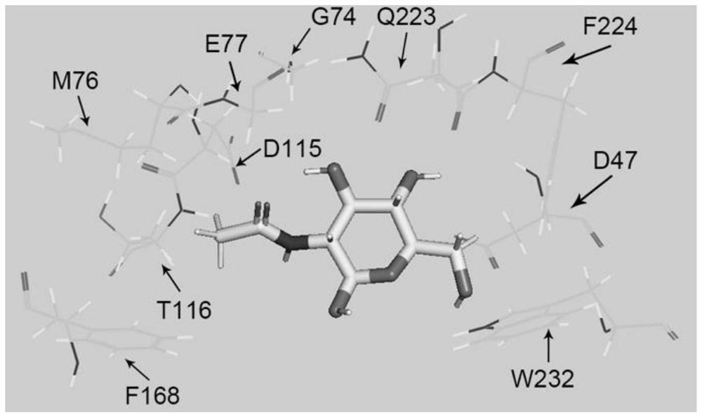 Chitobiose deacetylase mutant and application thereof