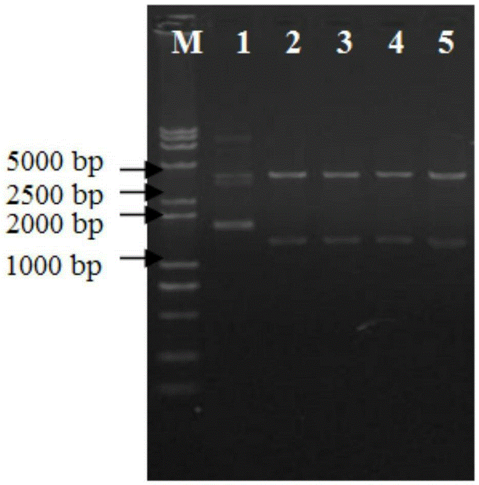 A suicide plasmid pytklkrt knocking out the prck gene and its construction method