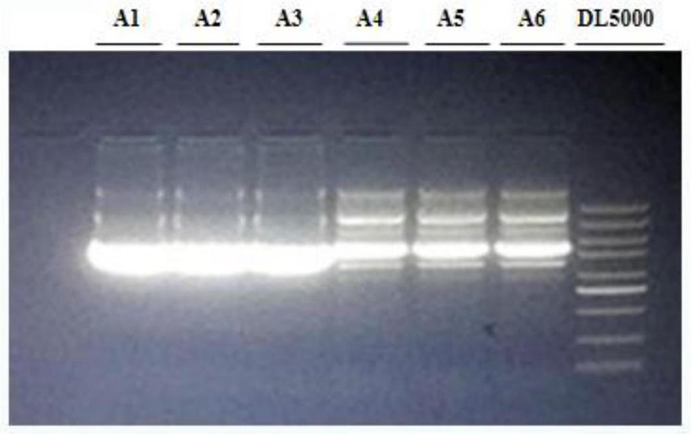 Binding liquid and superhelix plasmid large extraction kit based on binding liquid