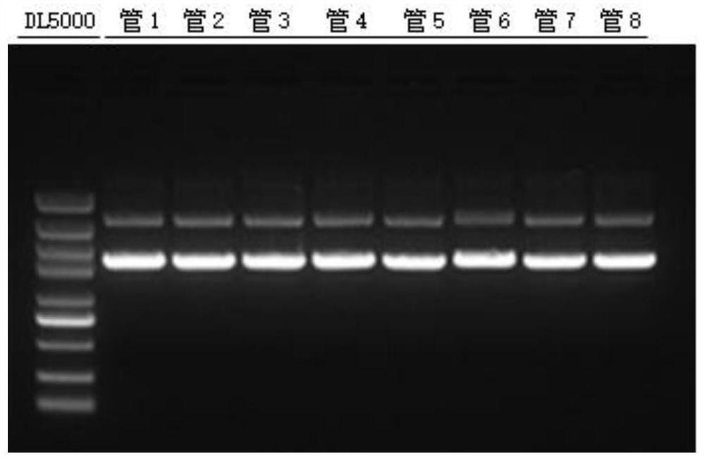 Binding liquid and superhelix plasmid large extraction kit based on binding liquid