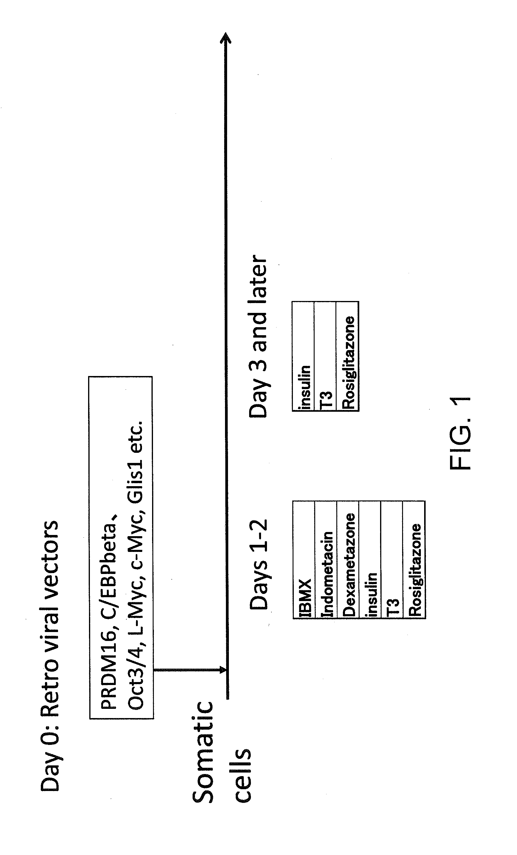 Brown fat cells and method for preparing same