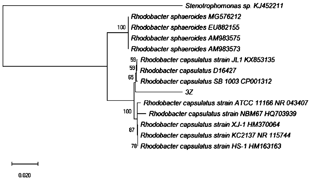 Composite microbial inoculum for degrading high-ammonia nitrogen sewage and application of composite microbial inoculum to sewage treatment