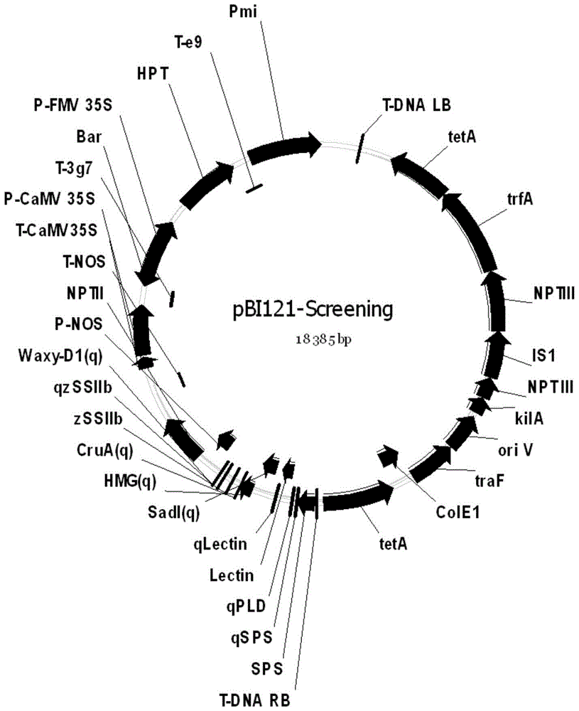 A positive plasmid molecule pbi121-screening and its application