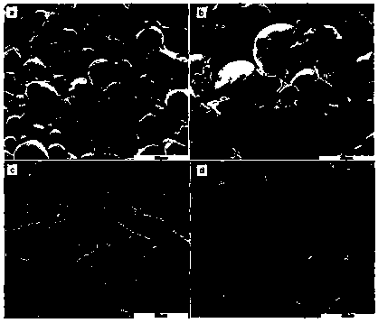 Method for restraining fusarium graminearum in food grains through chlorine dioxide