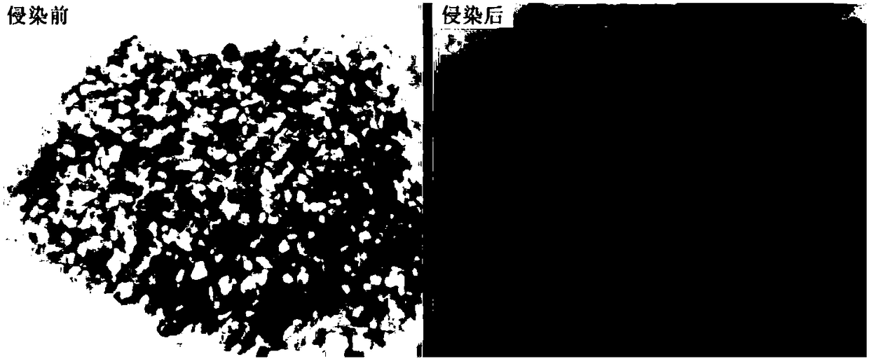 Method for restraining fusarium graminearum in food grains through chlorine dioxide