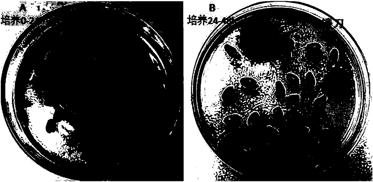 Method for restraining fusarium graminearum in food grains through chlorine dioxide