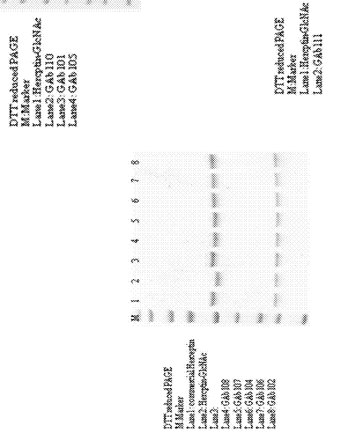 Anti-HER2 glycoantibodies and uses thereof