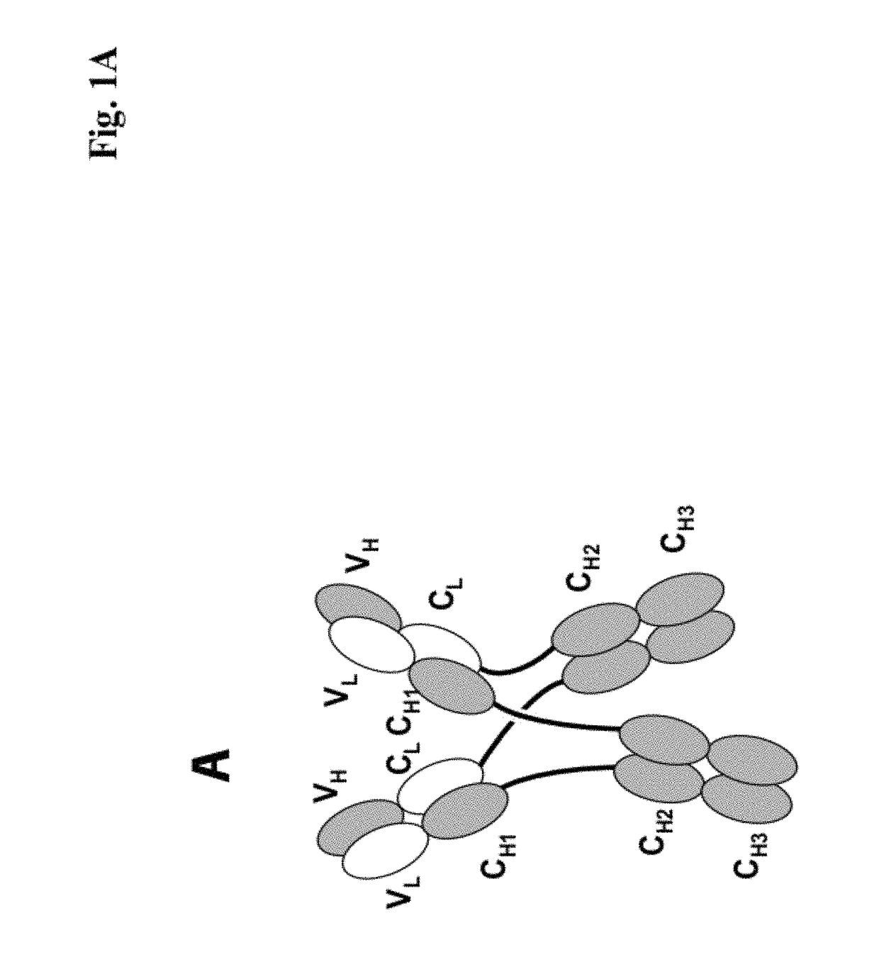 Dual FC antigen binding proteins