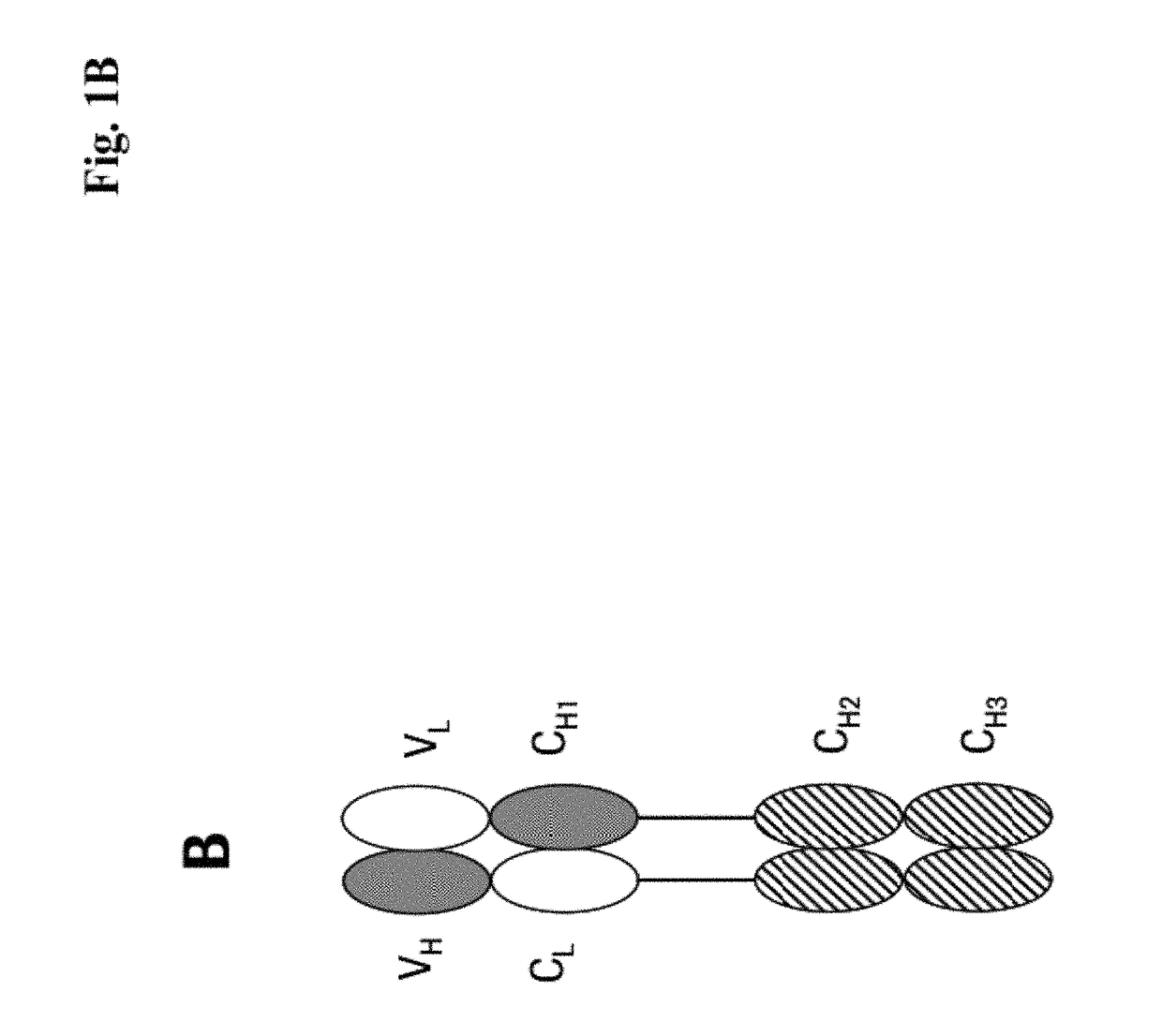 Dual FC antigen binding proteins