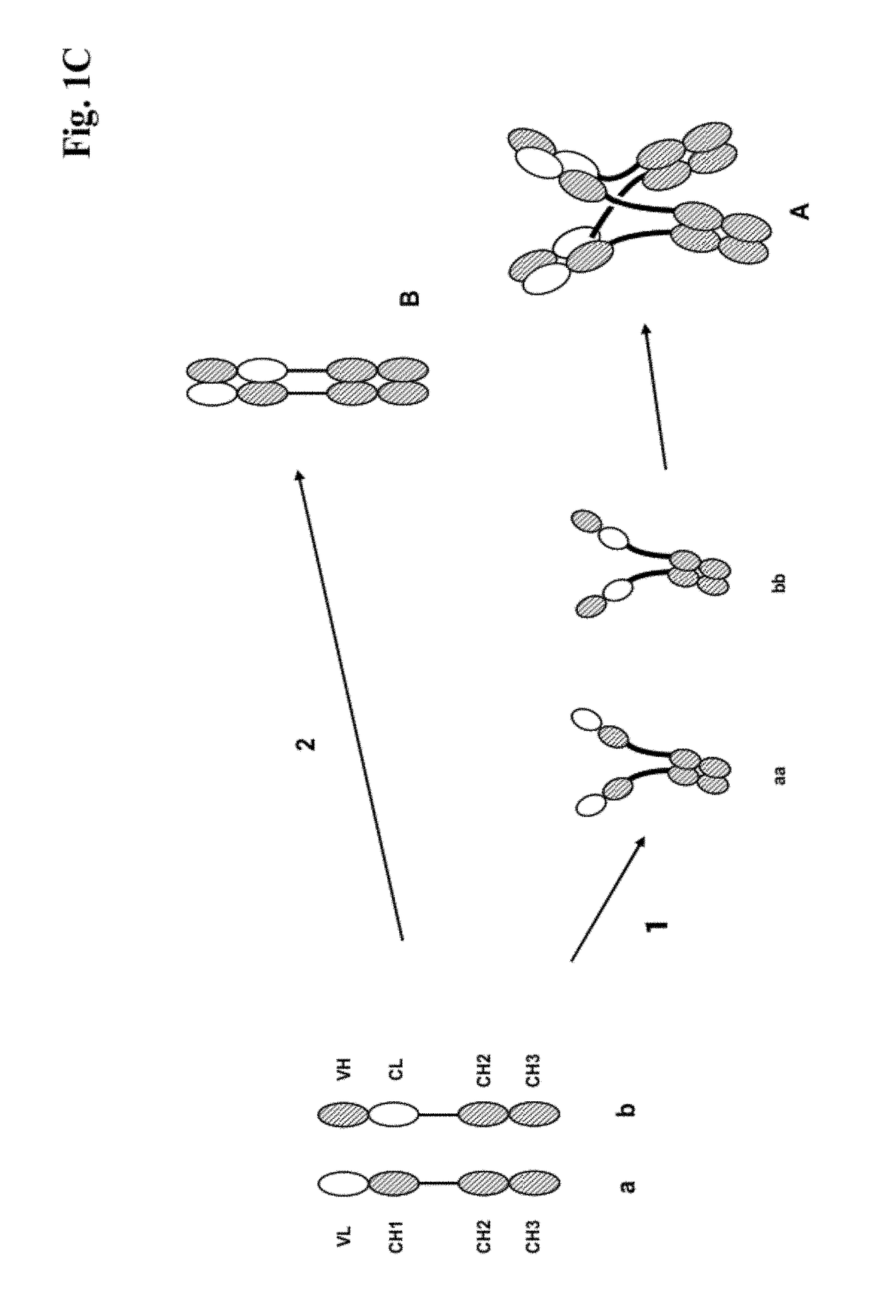 Dual FC antigen binding proteins